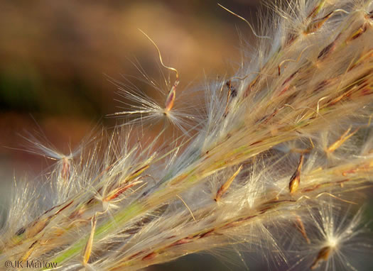 spikelet