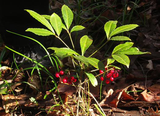 image of Ardisia crenata, Coral Ardisia, Hen's Eyes, Coralberry, Marlberry