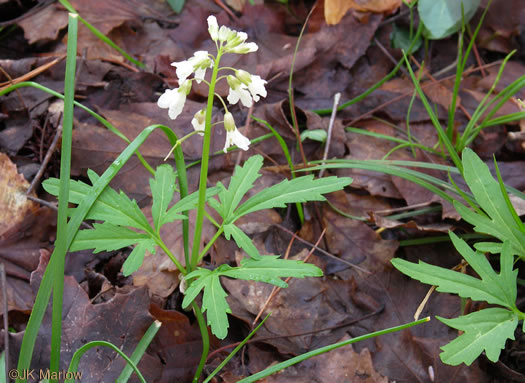 image of Cardamine concatenata, Cutleaf Toothwort