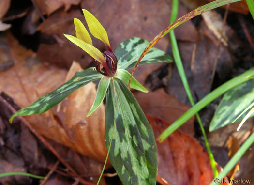 image of Trillium lancifolium, Lanceleaf Trillium, Narrowleaf Trillium