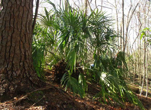 Rhapidophyllum hystrix, Needle Palm, Blue Palmetto