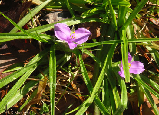 image of Tradescantia hirsutiflora, Hairy Spiderwort