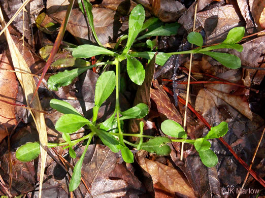 image of Silene catesbyi, Eastern Fringed Campion, Eastern Fringed Catchfly