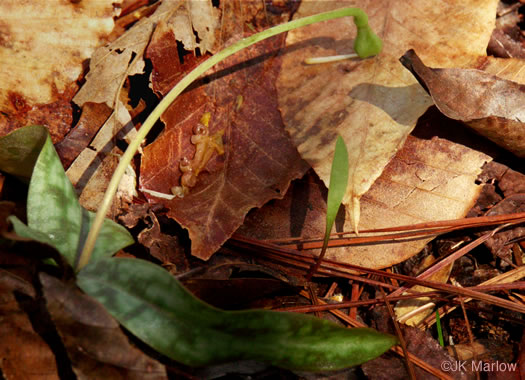 image of Erythronium umbilicatum ssp. umbilicatum, Dimpled Trout Lily, Dogtooth Violet