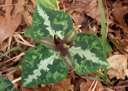 image of Trillium decipiens, Chattahoochee Trillium, Deceptive Trillium