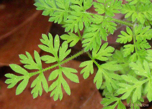 leaf or frond of Chaerophyllum tainturieri, Southern Chervil, Wild Chervil, Hairyfruit Chervil