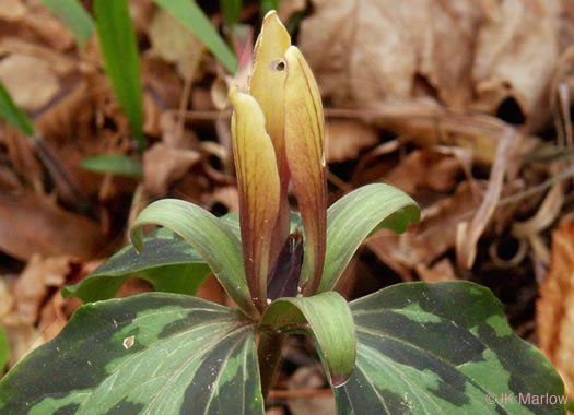 image of Trillium maculatum, Mottled Trillium, Spotted Trillium