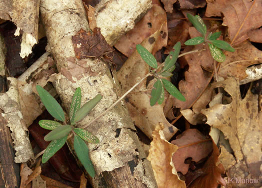 image of Lonicera sempervirens, Coral Honeysuckle, Trumpet Honeysuckle, Scarlet Honeysuckle, Woodbine