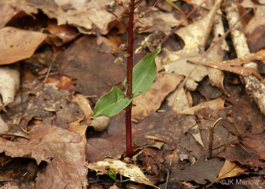 image of Neottia bifolia, Southern Twayblade