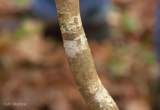 image of Dirca palustris, Eastern Leatherwood, Leatherbark, Wicopee, Rope-bark