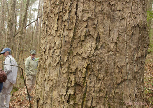 image of Liriodendron tulipifera var. tulipifera, Tuliptree, Yellow Poplar, Whitewood