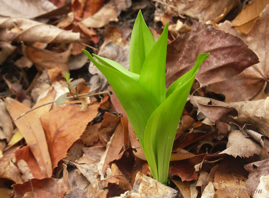 image of Melanthium woodii, Ozark Bunchflower, Wood's False-hellebore