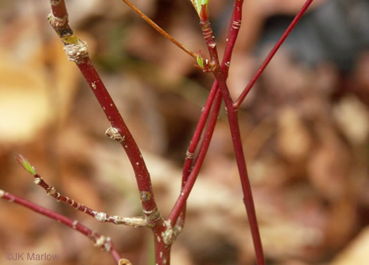 image of Swida alternifolia, Alternate-leaf Dogwood, Pagoda Dogwood, Pagoda Cornel