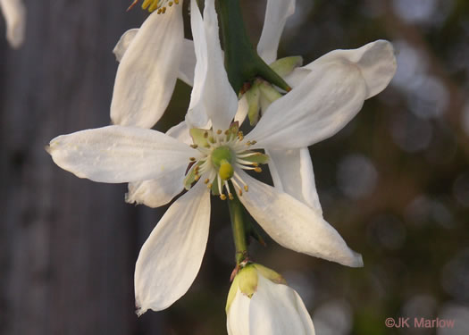 image of Citrus trifoliata, Trifoliate Orange, Hardy Orange