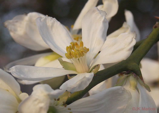 image of Citrus trifoliata, Trifoliate Orange, Hardy Orange