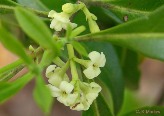 image of Cartrema americanum, Devilwood, Wild Olive