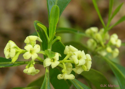 image of Cartrema americanum, Devilwood, Wild Olive
