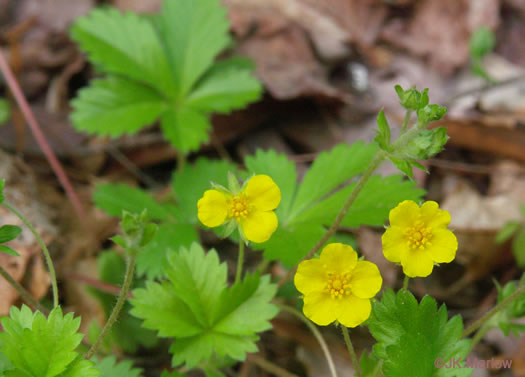 image of Potentilla canadensis, Dwarf Cinquefoil, Running Five-fingers