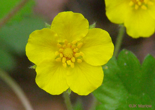 Dwarf Cinquefoil