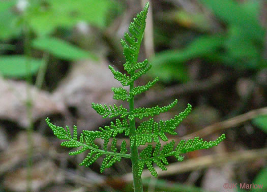 image of Botrypus virginianus, Rattlesnake Fern, Sang-find