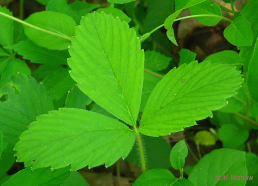 leaf or frond of Fragaria virginiana, Wild Strawberry
