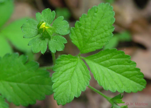 Potentilla indica, Indian Strawberry, Mock Strawberry