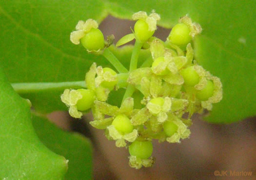 image of Smilax biltmoreana, Biltmore Carrionflower