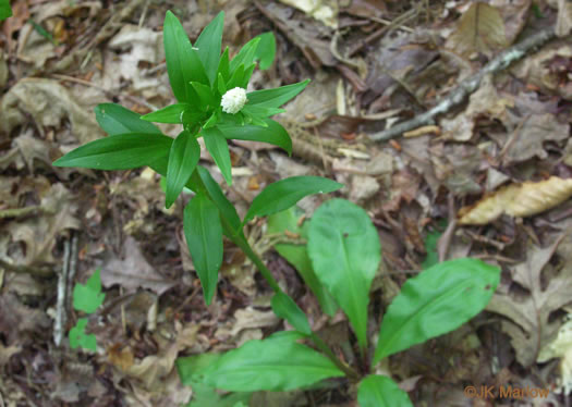 image of Chamaelirium luteum, Fairywand, Devil's Bit