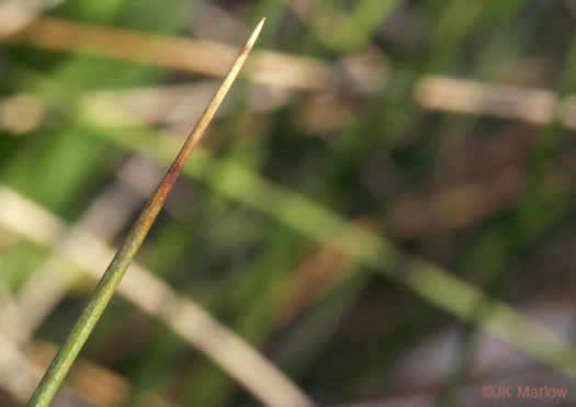 image of Juncus roemerianus, Black Needle Rush