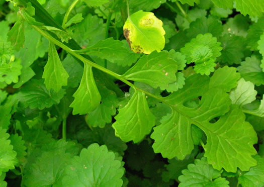 image of Packera glabella, Butterweed, Smooth Ragwort, Smooth Groundsel, Yellowtop