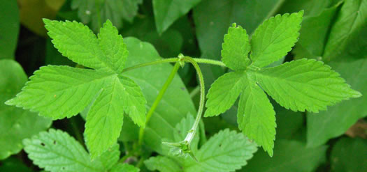 image of Humulus scandens, Japanese Hops