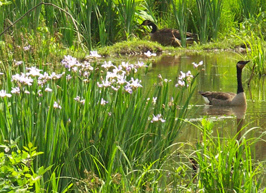 image of Iris shrevei, Shreve's iris, Shreve's Blue Flag iris