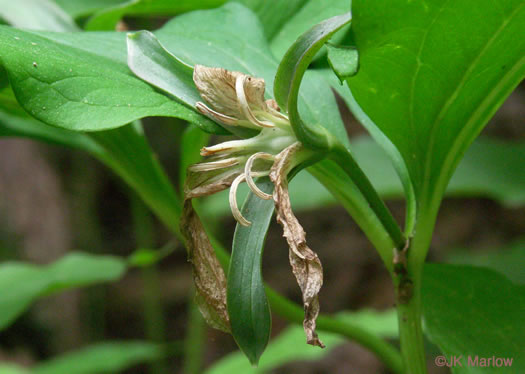 Trillium catesbyi, Catesby's Trillium, Rosy Wake-robin, Bashful Trillium, Rose Trillium