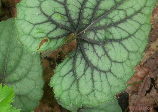 image of Viola hirsutula, Southern Woodland Violet, Silvery Purple-leaf Violet, Southern Wood Violet