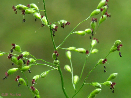 spikelet