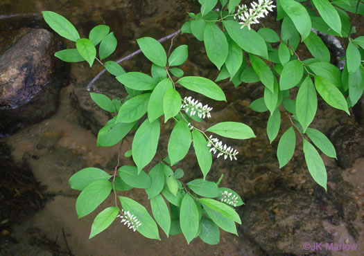 image of Itea virginica, Virginia Sweetspire, Virginia-willow