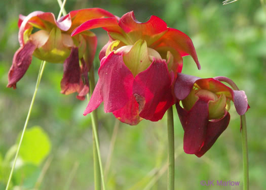 Mountain Sweet Pitcherplant