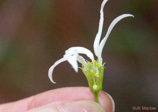 sepals or bracts of Gillenia trifoliata, Bowman's Root, Mountain Indian Physic, Fawn's Breath