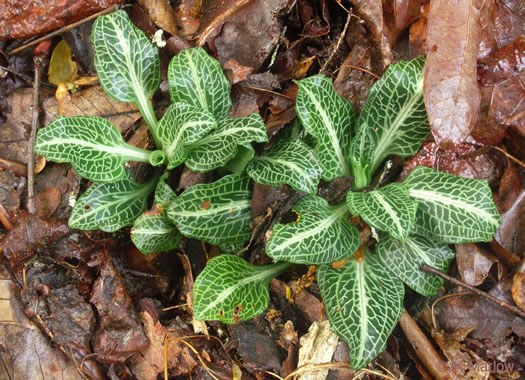 image of Goodyera pubescens, Downy Rattlesnake-orchid, Downy Rattlesnake-plantain