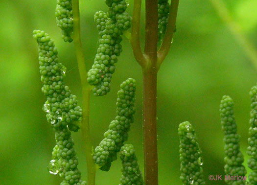 image of Osmunda spectabilis, American Royal Fern