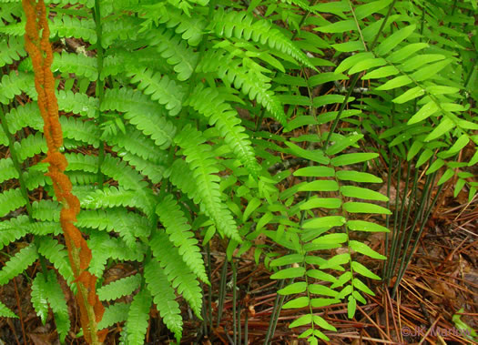 image of Osmundastrum cinnamomeum, Cinnamon Fern