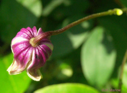sepals or bracts of Clematis viorna, Northern Leatherflower, Vase-vine