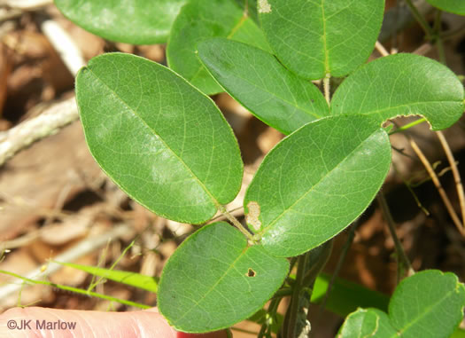 image of Galactia regularis, Downy Milkpea, Hairy Milkpea, Twining Milkpea, Eastern Milkpea