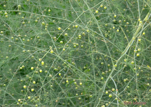 image of Asparagus officinalis, Garden Asparagus, Sparrowgrass