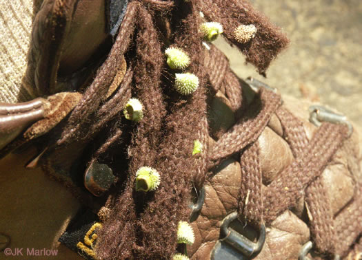 image of Andersonglossum virginianum, Southern Wild Comfrey, Southern Hound’s-tongue