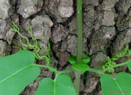 Bignonia capreolata, Crossvine