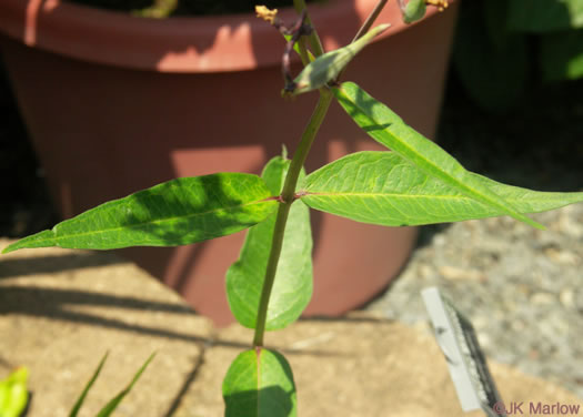 image of Asclepias rubra, Purple Savanna Milkweed, "Red Milkweed", Bog Milkweed