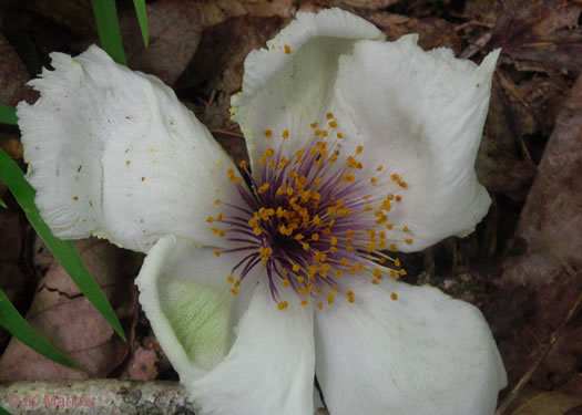 image of Stewartia ovata, Mountain Camellia, Mountain Stewartia