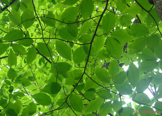 image of Magnolia acuminata var. acuminata, Cucumber Magnolia, Cucumber-tree