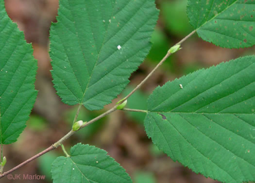 image of Corylus americana, American Hazelnut, American Filbert